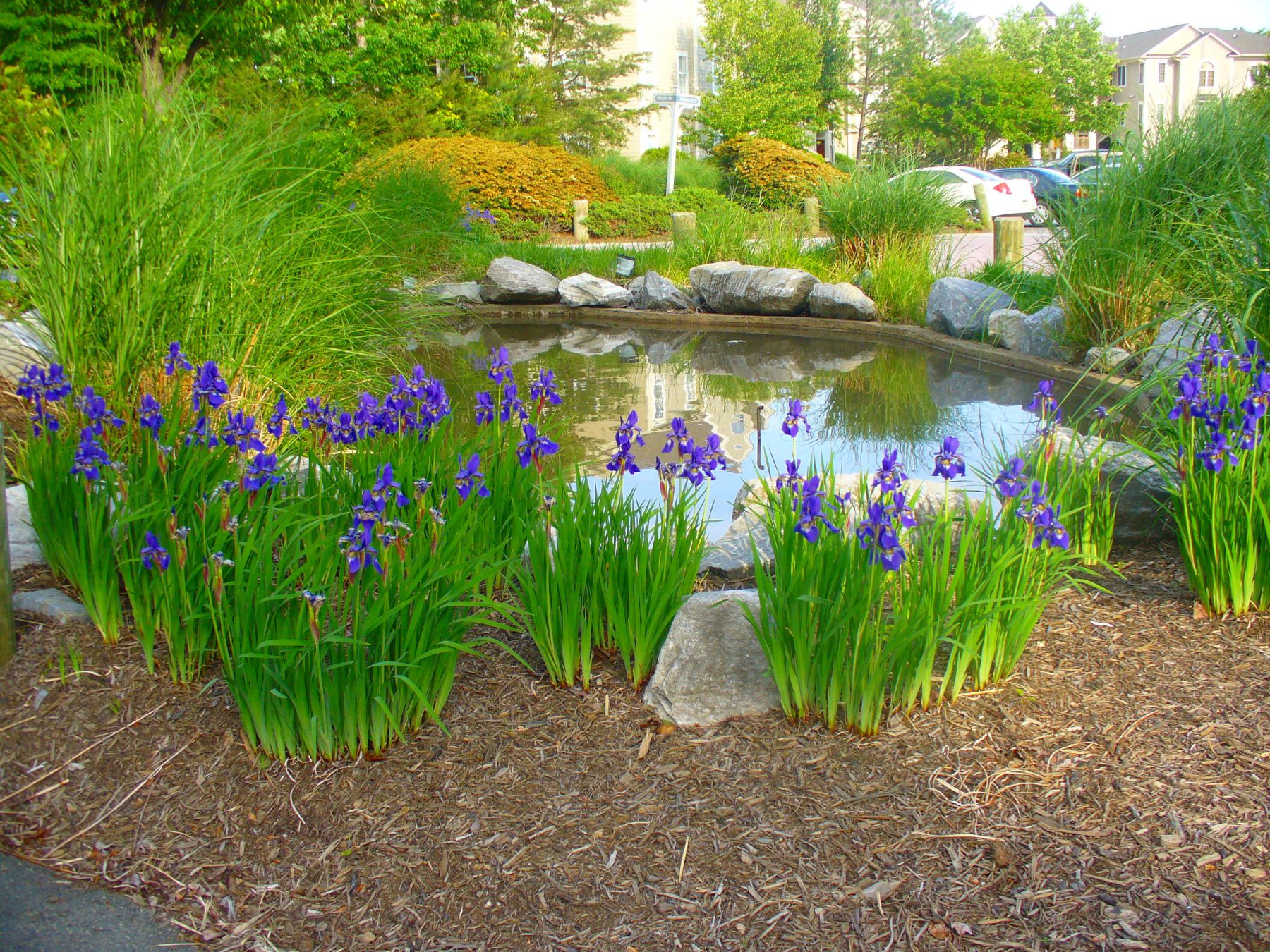 Spring at the pond